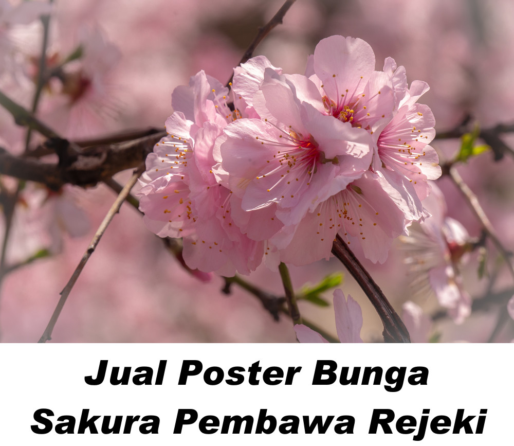 Bunga Plum Blossom: Melambangkan kemurnian, kekuatan, dan keabadian
