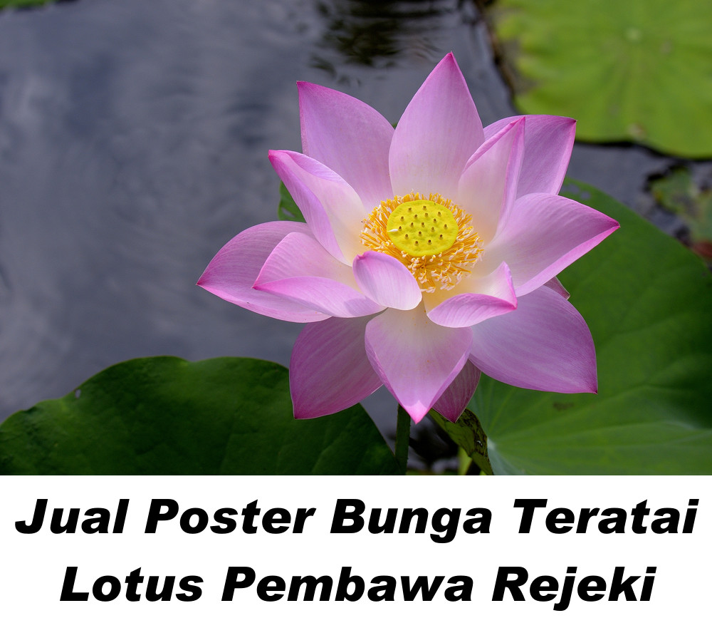 Bunga Lotus: Melambangkan keberuntungan, kemakmuran, dan kesucian