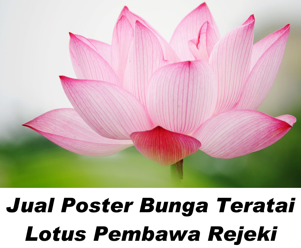 Gambar Bunga Lotus Menurut Feng shui Untuk keberuntungan, kemakmuran, dan kesucian
