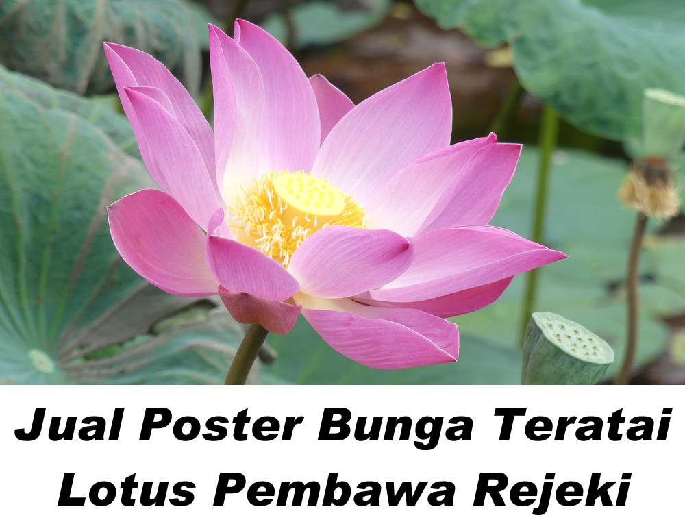 Gambar Bunga Lotus Menurut Feng shui Untuk keberuntungan, kemakmuran, dan kesucian