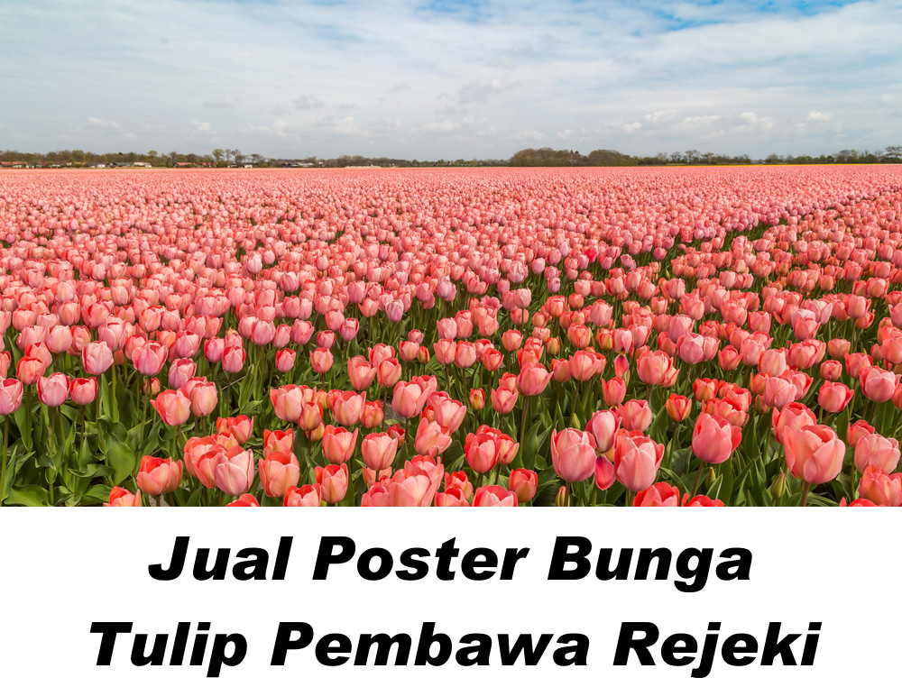 Gambar Bunga Tulip Menurut Feng shui Untuk kebahagiaan, cinta, dan kesuksesan