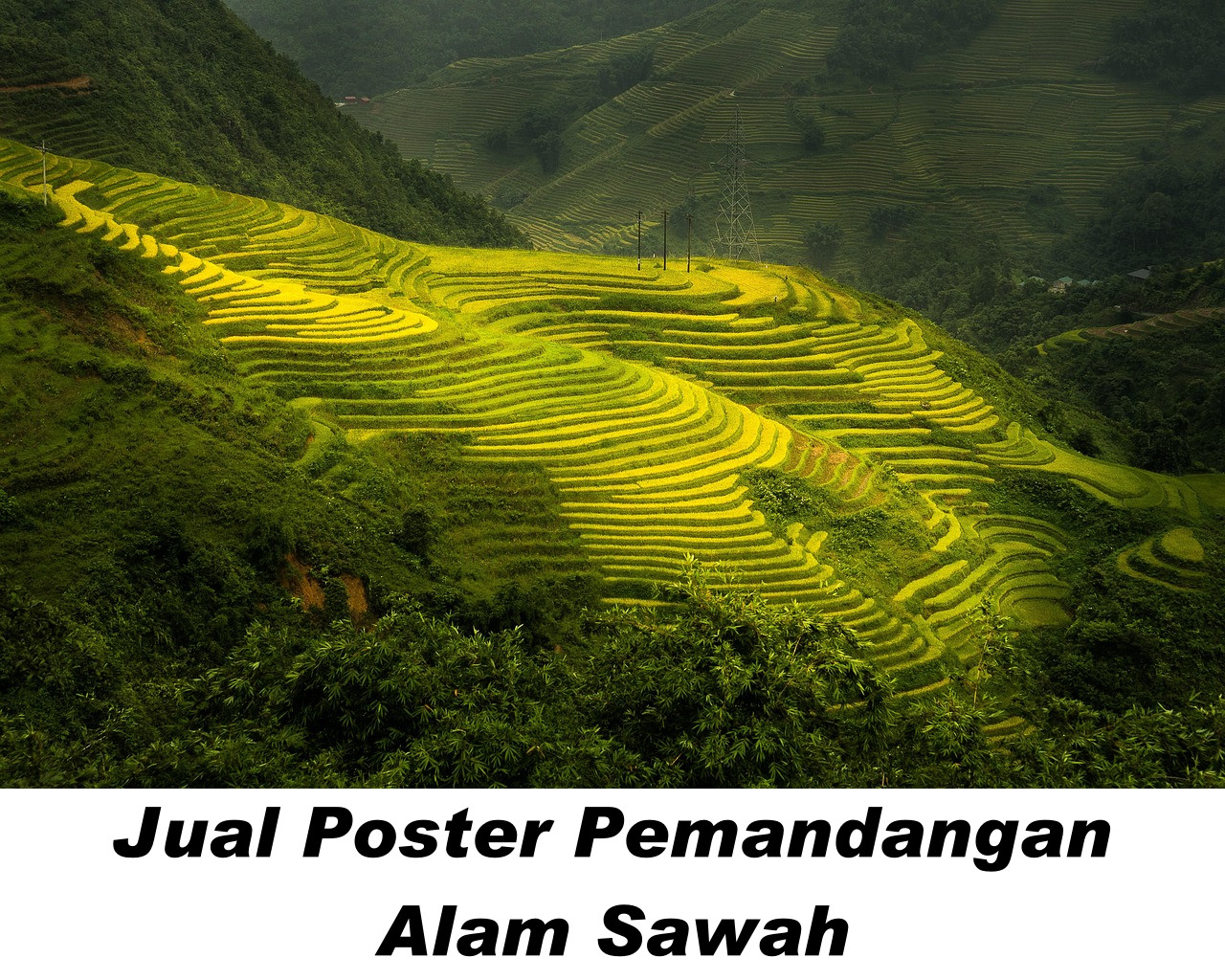 Poster pemandangan Sawah