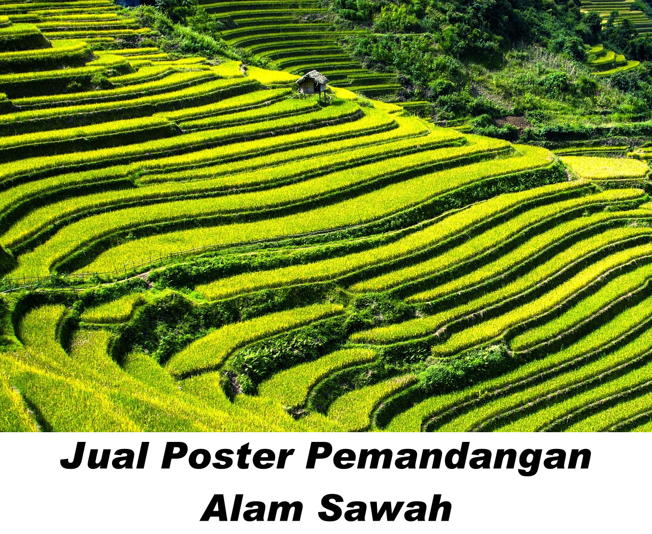 Poster pemandangan Sawah