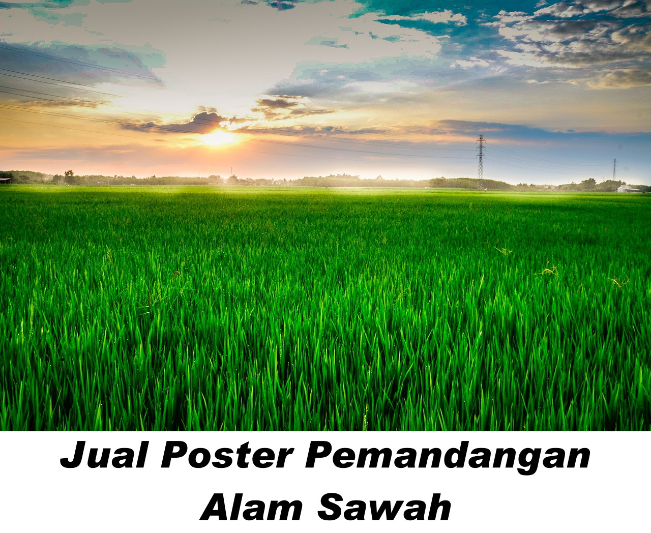 Poster Pemandangan Alam Sawah